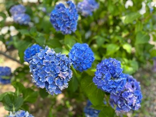 파란색 수국 파란색 국화 파란색 꽃 flower korea