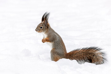 red squirrel with a fluffy tail stands in deep snow in winter park.