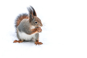fluffy red squirrel costs on snow with a nut in a mouth.