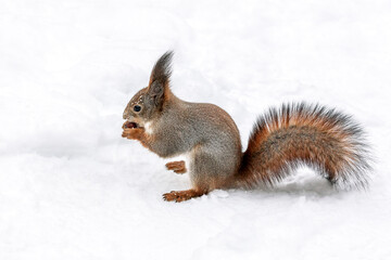 red squirrel with fluffy tail sits on snow and eats a nut.