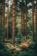 Fototapeta premium Tall Trees in Forest