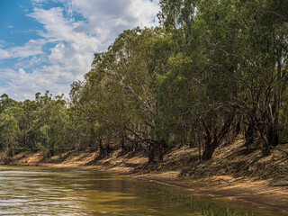 Riverbank Lined With River Gums