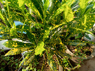 The Gold Star Croton (Codiaeum variegatum) is a tropical, evergreen shrub with green leaves that have bright gold spots, making them look like constellations of stars. © Madhukar Photography