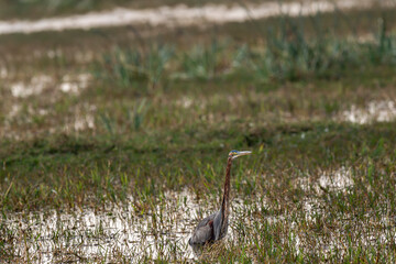 Purple heron or Ardea purpurea wading bird in keoladeo national park forest bharatpur bird sanctuary rajasthan india in shallow water wetland and during cold winter season migration