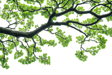 Fototapeta premium Green tree branch leaves foreground transparent background