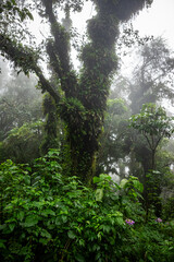 Wild jungle mysterious forest in the mountains in Guatemala during fog