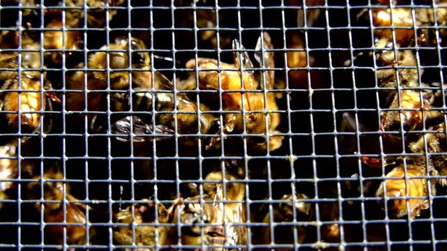 Extreme close up and super slow motion of bees locked in cage alongside queen before being released into new beehive