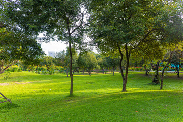 Obraz premium Big tree in city green tropicalrainforest public park