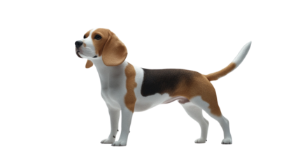 Transparent background realistic beagle dog stands proudly, showcasing its distinctive brown and white coat. This playful and friendly breed is known for its keen sense of smell and energetic nature