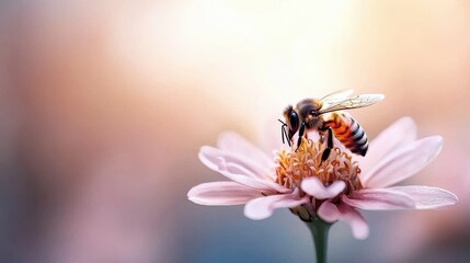Bee pollinating a pink flower in a tranquil nature setting macro soft focus close-up view serenity of nature