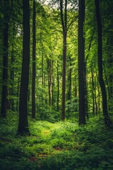 Naklejka premium Tall Trees in Green Forest