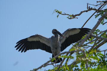 A white-throated eagle bird at the Bangkok Open Zoo, Thailand.