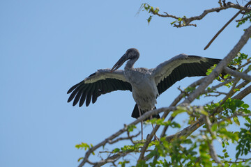 Fototapeta premium A white-throated eagle bird at the Bangkok Open Zoo, Thailand.