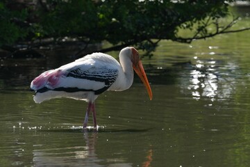 A white-throated eagle bird at the Bangkok Open Zoo, Thailand.