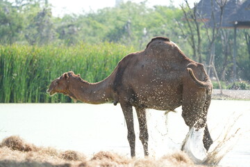 Camels in the zoo in Bangkok, Thailand