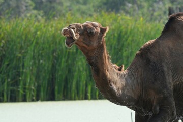 Camels in the zoo in Bangkok, Thailand