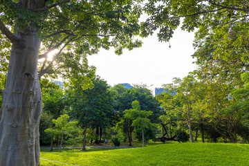 Big tree in city green tropicalrainforest public park