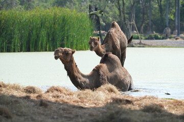 Camels in the zoo in Bangkok, Thailand