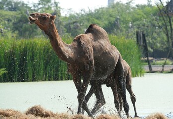 Camels in the zoo in Bangkok, Thailand
