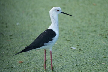 The candle-throated bird is looking for food.