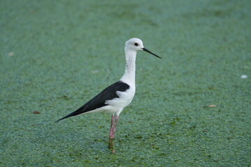 The candle-throated bird is looking for food.