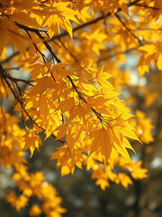 Obraz premium Close-up of vibrant yellow autumn leaves on tree branches, foliage, season