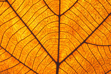 Old leaf transparance can see leaf line or Leaf Vein