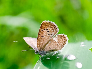 A beautiful white moth perched on a weed.a Butterfly stay on leaves