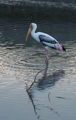 A white-throated eagle bird at the Bangkok Open Zoo, Thailand.