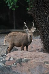 Obraz premium Deer at the Bangkok Open Zoo, Thailand
