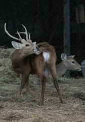 Deer at the Bangkok Open Zoo, Thailand