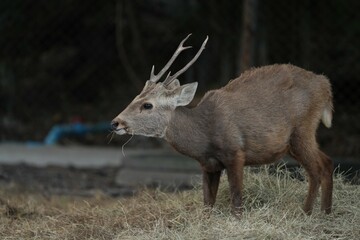 Deer at the Bangkok Open Zoo, Thailand