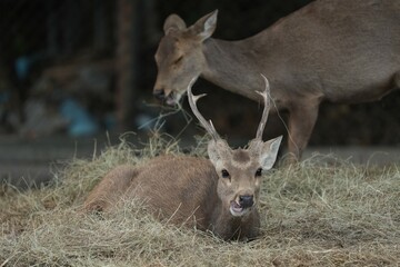 Deer at the Bangkok Open Zoo, Thailand