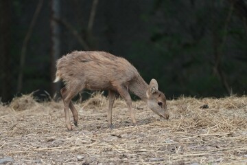 Deer at the Bangkok Open Zoo, Thailand