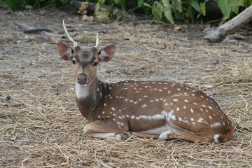 Deer at the Bangkok Open Zoo, Thailand