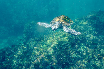 turtle