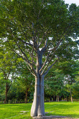 Big tree in city green tropicalrainforest public park