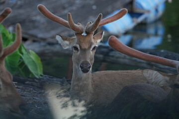 Deer at the Bangkok Open Zoo, Thailand