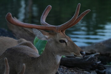Deer at the Bangkok Open Zoo, Thailand