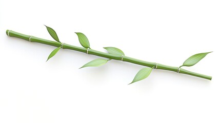 Obraz premium Fresh Green Bamboo Stem with Leaves on White Background