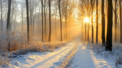 Naklejka premium A serene winter landscape with sun rays filtering through trees in a snowy forest.