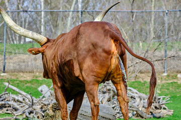 A close-up, rear view of a longhorn bull in a pasture, showcasing its muscular build, curved horns,...