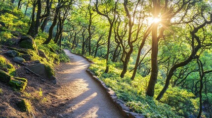 Fototapeta premium A serene forest path illuminated by sunlight, inviting exploration and connection with nature.