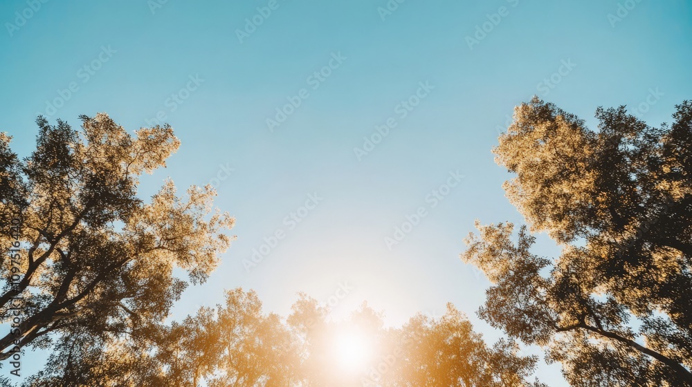 Poster sunlit canopy: a serene and inviting view of a sun-drenched forest canopy, with the sun shining thro