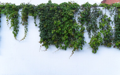 Pared blanca con plantas decorándola para fondo