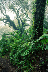 Wild jungle mysterious forest in the mountains in Guatemala during fog