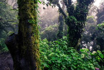 Wild jungle mysterious forest in the mountains in Guatemala during fog