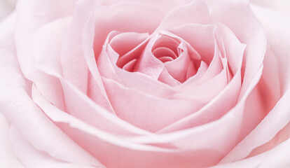 Pink pale rose flower petals, soft focus. Macro flowers backdrop