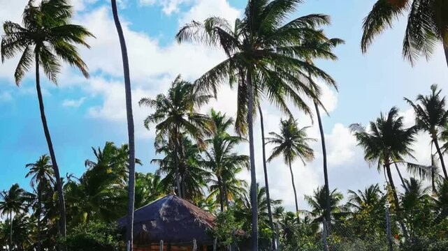Palm trees on the beach in Maragogi, Alagoas, Brazil.