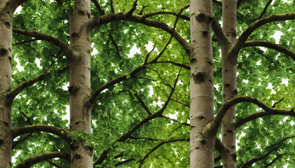 Obraz premium tree in the forest